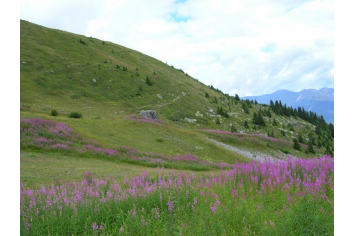 Montagne en fleur 